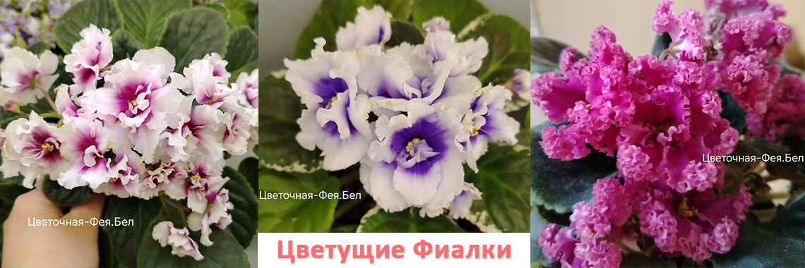 Цветущие фиалки