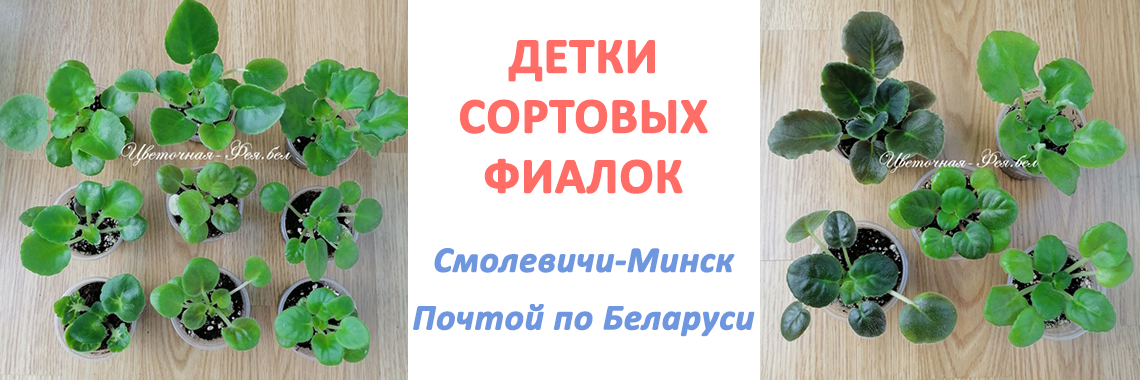 Детки сортовых фиалок