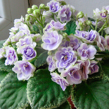 Фиалка Buckeye Seductress Фиалка Buckeye Seductress