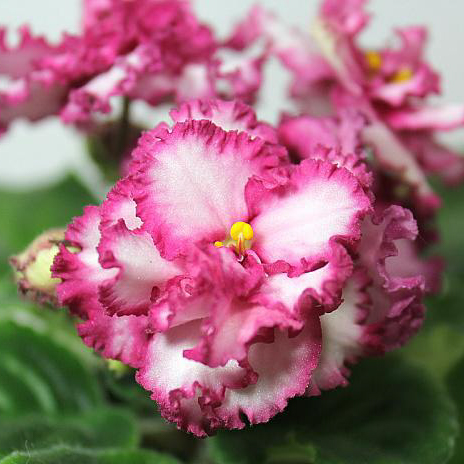 Фиалка АВ-Поцелуй Фиалка АВ-Поцелуй