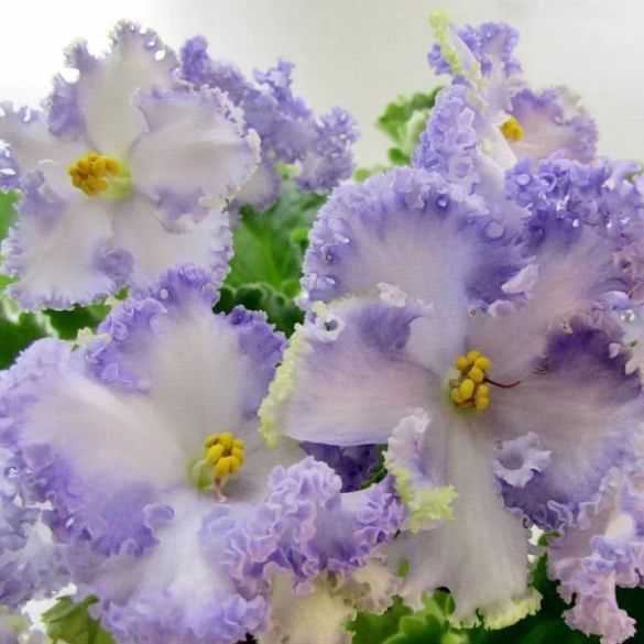 Фиалка Partly Cloudy Фиалка Partly Cloudy