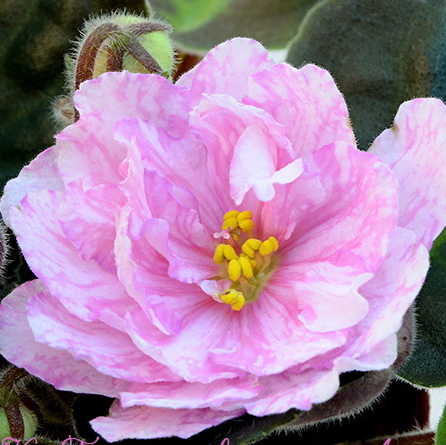 Фиалка ЕК-Божественный лотос Фиалка ЕК-Божественный лотос