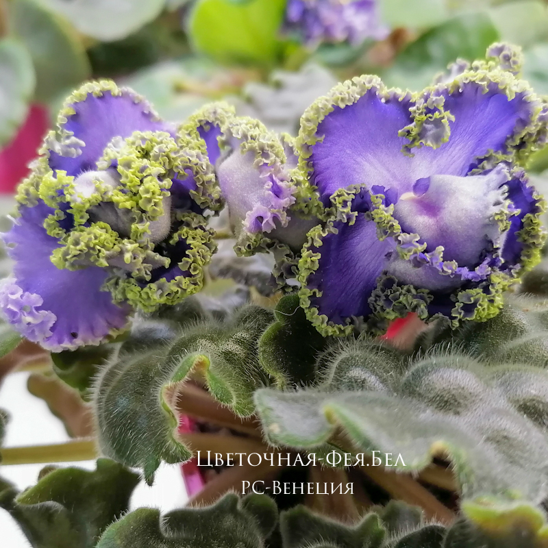 Фиалка РС-Венеция Фиалка РС-Венеция
