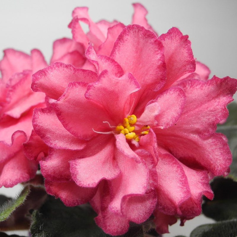 Фиалка АВ-Роскошь Фиалка АВ-Роскошь