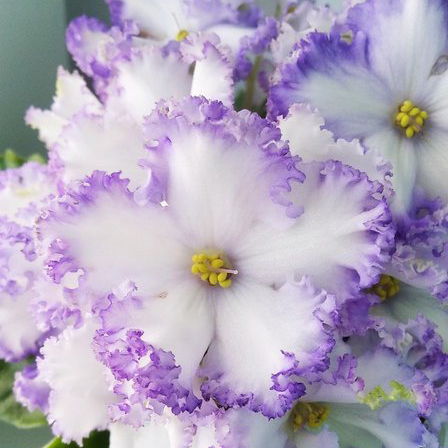 Фиалка НК-Вечная молодость Фиалка НК-Вечная молодость