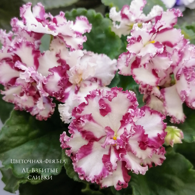 Фиалка ЛЕ-Взбитые сливки (спорт) Фиалка ЛЕ-Взбитые сливки (спорт)