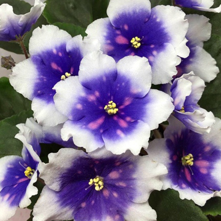 Фиалка РС-Кумир Фиалка РС-Кумир