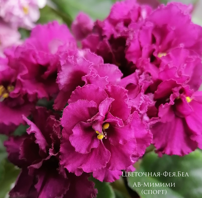 Фиалка АВ-Мимими (спорт) Фиалка АВ-Мимими (спорт)