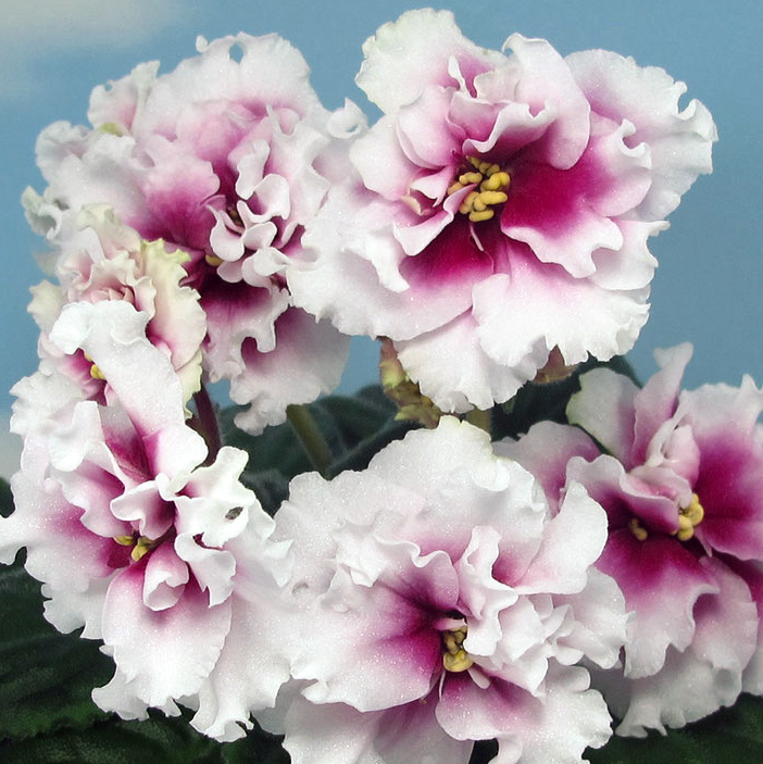 Фиалка ВВ-Райский смак Фиалка ВВ-Райский смак