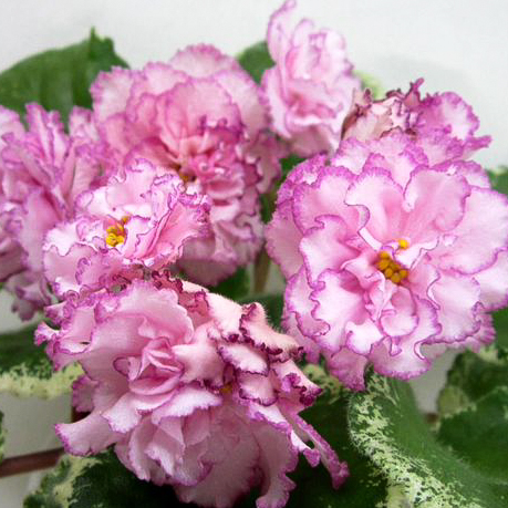 Фиалка ЛЕ-Весеннее очарование Фиалка ЛЕ-Весеннее очарование