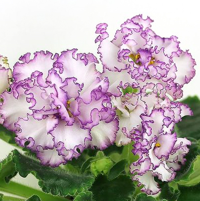 Фиалка АВ-Кринолин Фиалка АВ-Кринолин