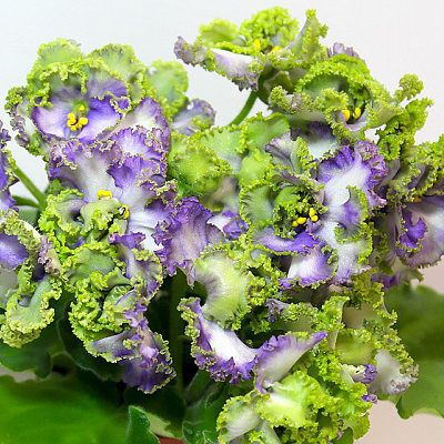 Фиалка АВ-Лягушонок Фиалка АВ-Лягушонок