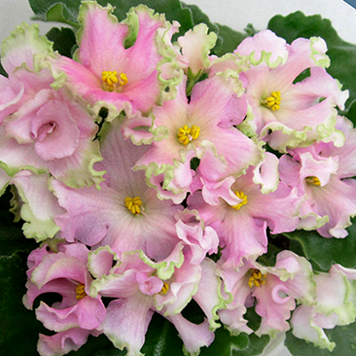 Фиалка АВ-Солнце клёш Фиалка АВ-Солнце клёш