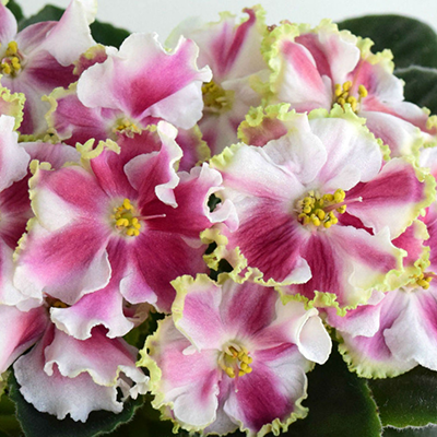 Фиалка КО-Орловчанка Фиалка КО-Орловчанка