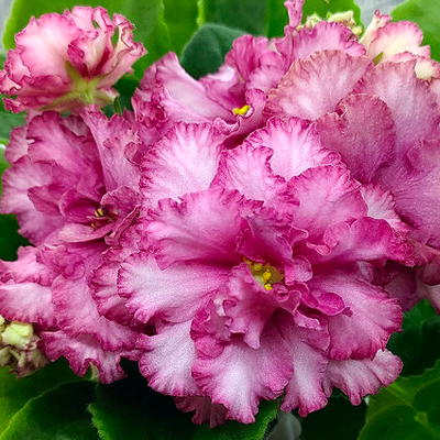 Фиалка KZ-Медовый месяц Фиалка KZ-Медовый месяц