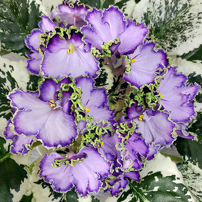 Фиалка ЛЕ-Галатея Фиалка ЛЕ-Галатея