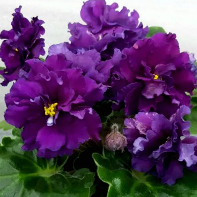 Фиалка ЛФ-Лилия Фиалка ЛФ-Лилия