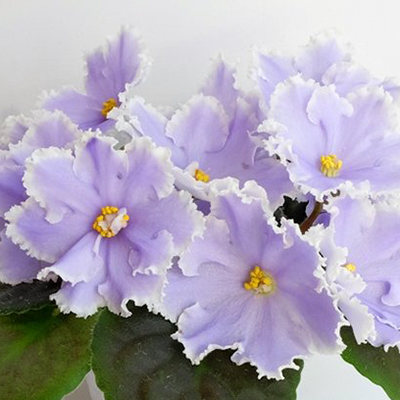 Фиалка РМ-Легкий бриз Фиалка РМ-Легкий бриз