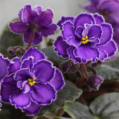 Фиалка СМ-Пурпурный мираж люкс Фиалка СМ-Пурпурный мираж люкс