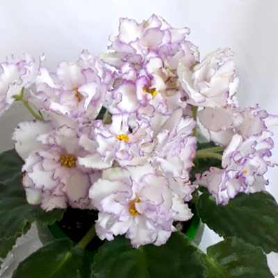 Фиалка СМ-Пушистик Фиалка СМ-Пушистик