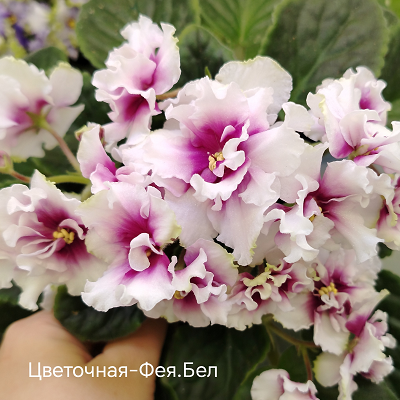 Фиалка ВВ-Райский смак Фиалка ВВ-Райский смак