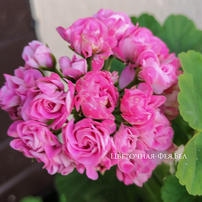 Пеларгония Australien Pink Rosebud Пеларгония Australien Pink Rosebud