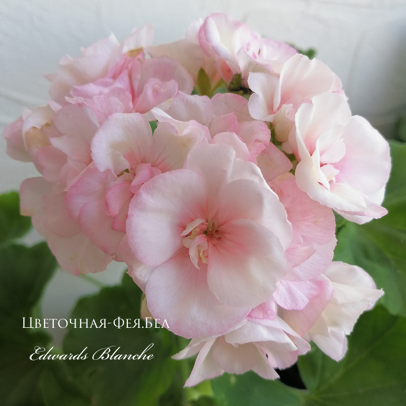 Пеларгония Edwards Blanche Пеларгония Edwards Blanche