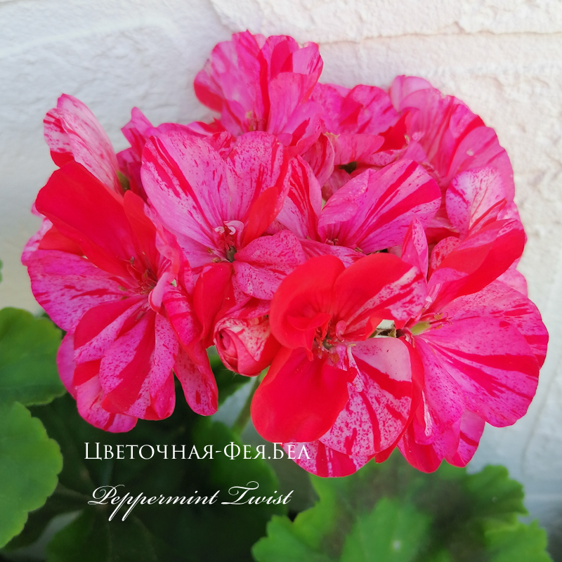 Пеларгония Peppermint Twist Пеларгония Peppermint Twist