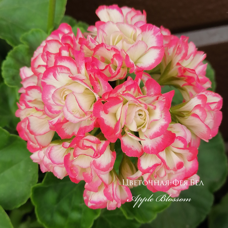 Пеларгония Apple Blossom Rosebud Пеларгония Apple Blossom Rosebud