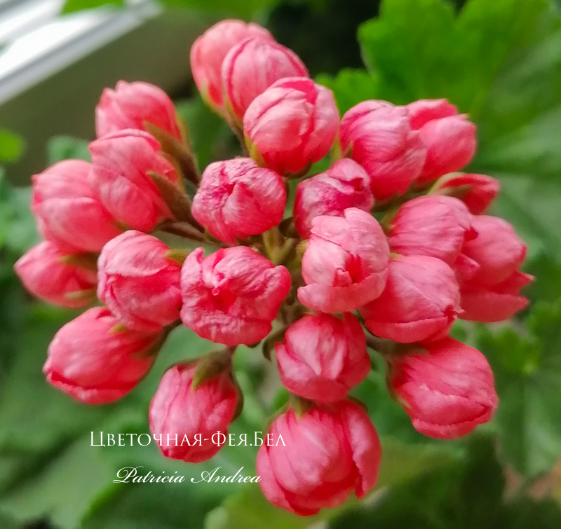 Пеларгония Patricia Andrea Пеларгония Patricia Andrea