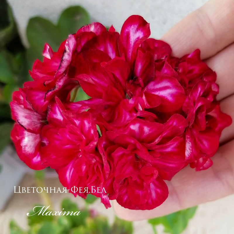 Пеларгония Maxima Пеларгония Maxima