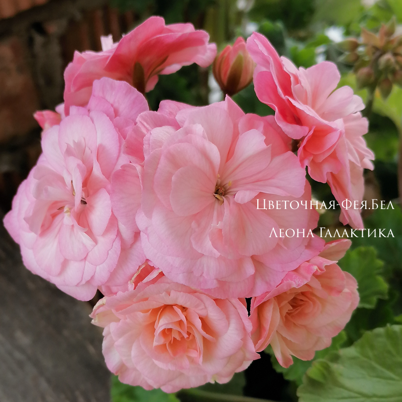 Пеларгония Леона Галактика Пеларгония Леона Галактика
