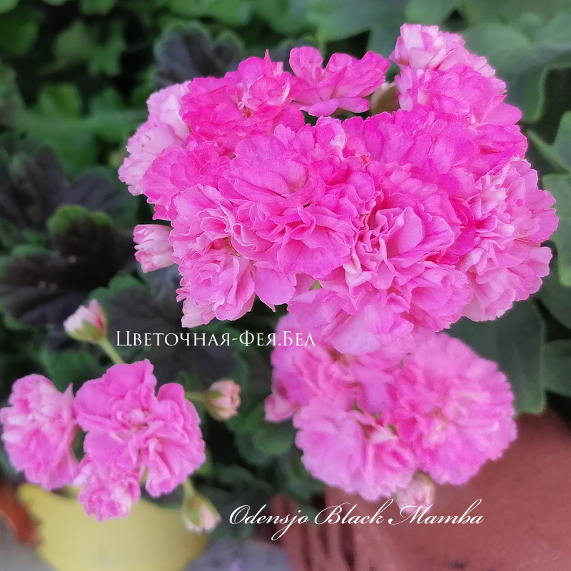 Пеларгония Odensjo Black Mamba Пеларгония Odensjo Black Mamba