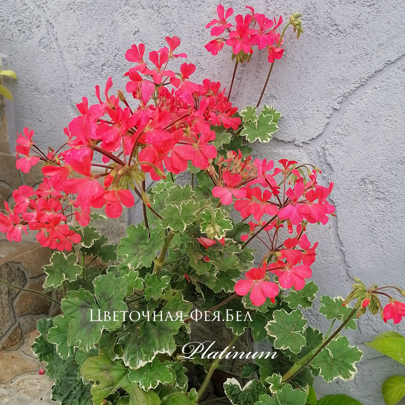 Пеларгония Platinum Пеларгония Platinum