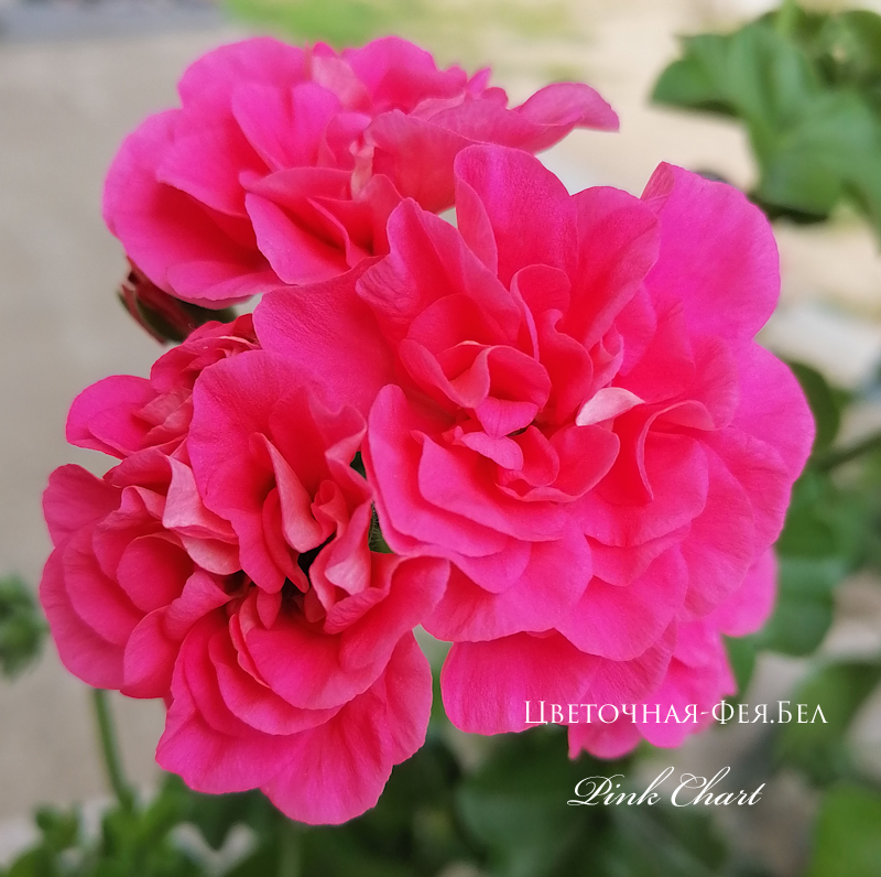 Пеларгония Pink Chart Пеларгония Pink Chart