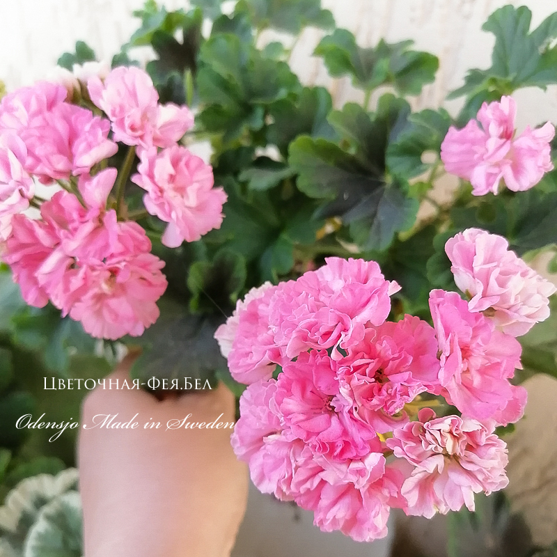 Пеларгония Odensjo Made in Sweden Пеларгония Odensjo Made in Sweden