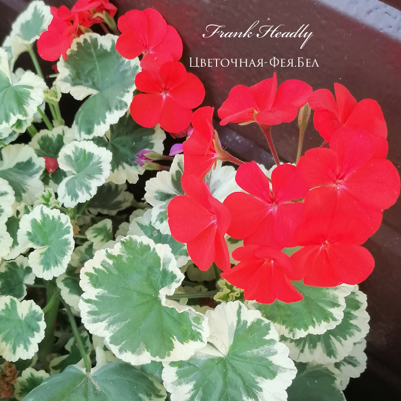 Пеларгония Frank Headly Пеларгония Frank Headly