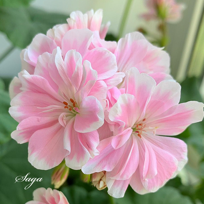 Пеларгония Saga Пеларгония Saga