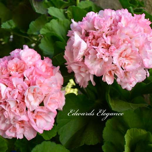 Пеларгония Edwards Elegance Пеларгония Edwards Elegance