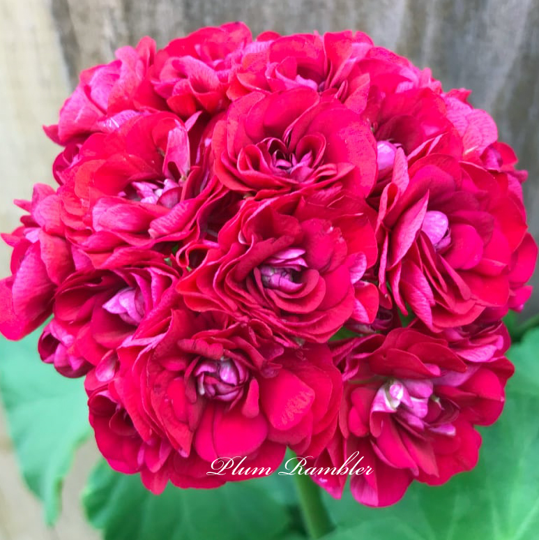 Пеларгония Plum Rambler Пеларгония Plum Rambler
