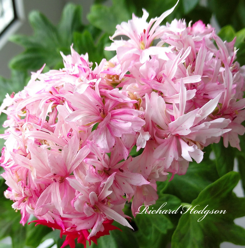 Пеларгония Richard Hodgson Пеларгония Richard Hodgson