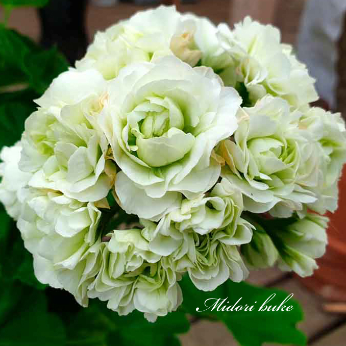 Пеларгония Midori Buke Пеларгония Midori Buke