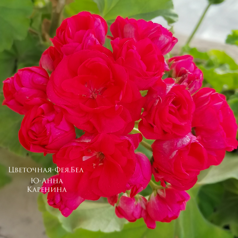Пеларгония Ю-Анна Каренина Пеларгония Ю-Анна Каренина