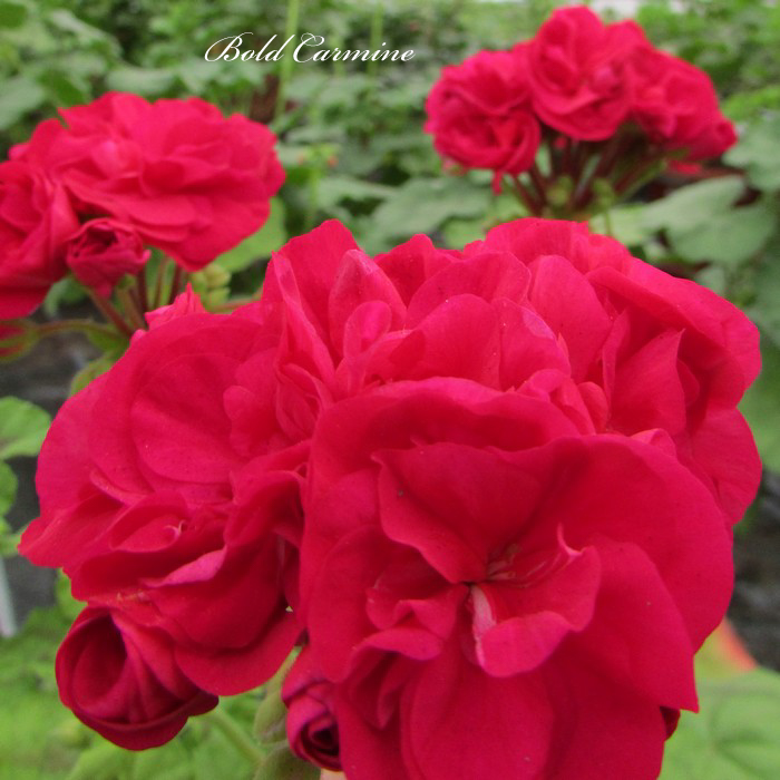 Пеларгония Bold Carmine Пеларгония Bold Carmine