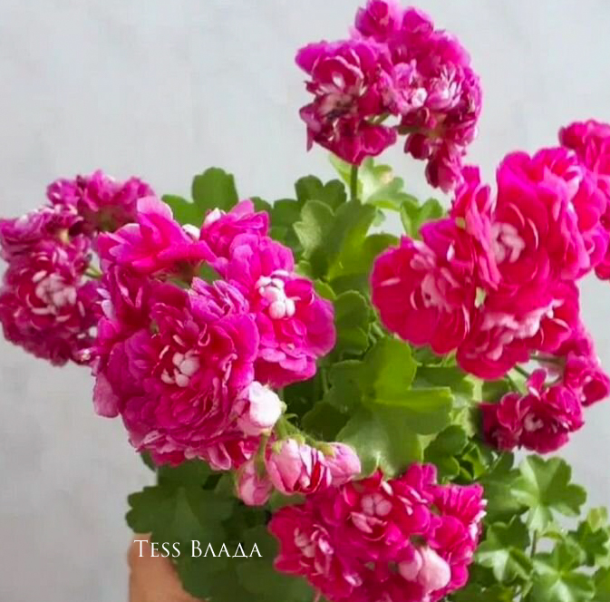Пеларгония Tess Влада Пеларгония Tess Влада