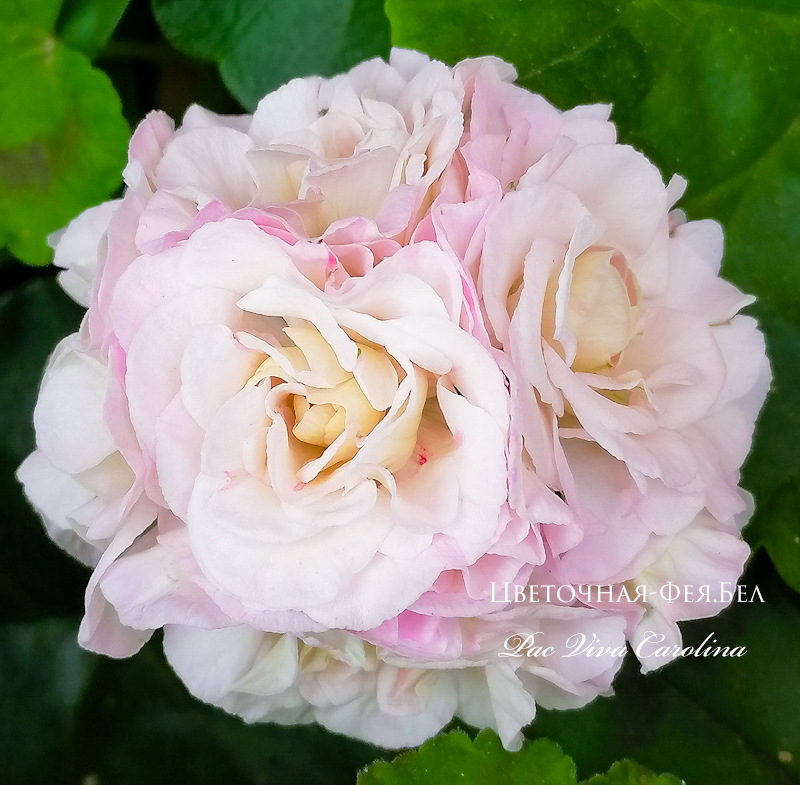 Пеларгония Pac Viva Carolina Пеларгония Pac Viva Carolina