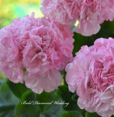 Пеларгония Bold Diamond Wedding Пеларгония Bold Diamond Wedding