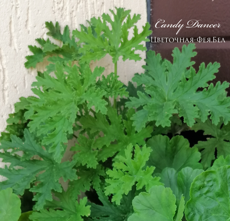 Пеларгония Candy Dancer Пеларгония Candy Dancer