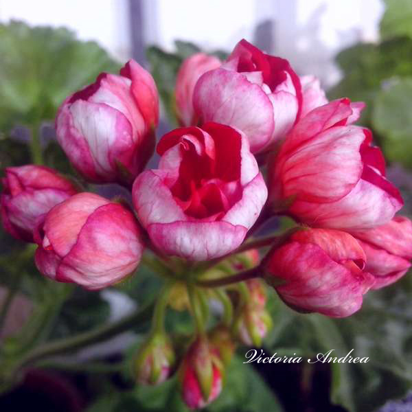 Пеларгония Victoria Andrea Пеларгония Victoria Andrea