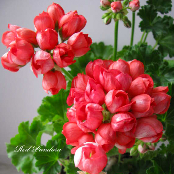 Пеларгония Red Pandora Пеларгония Red Pandora